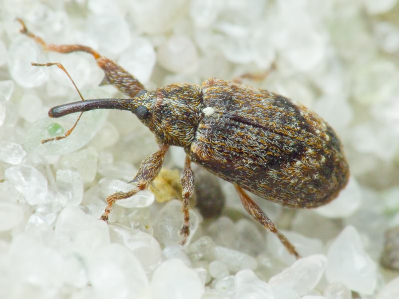 Anthonomus (Anthonomus) pomorum (Linnaeus, 1758)